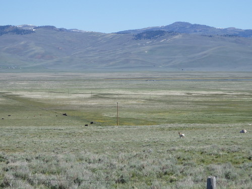 GDMBR: Antelope.